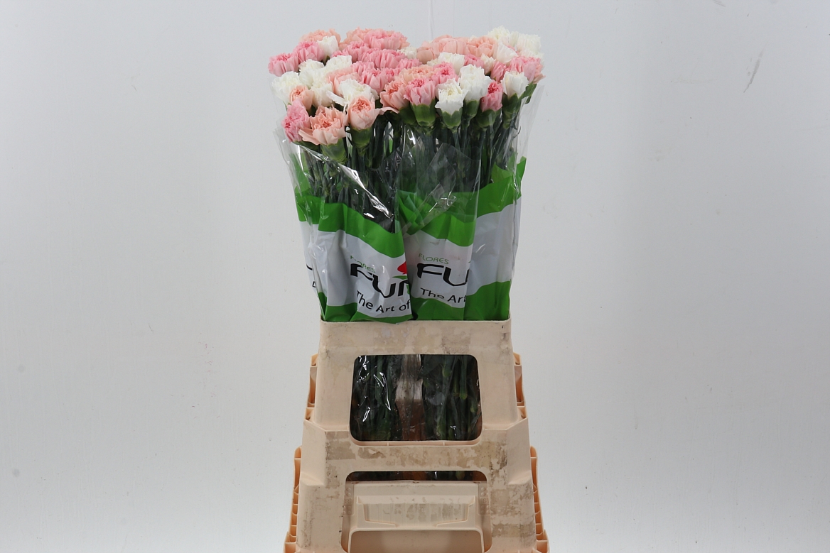 Dianthus St Mixed In Bunch 70cm