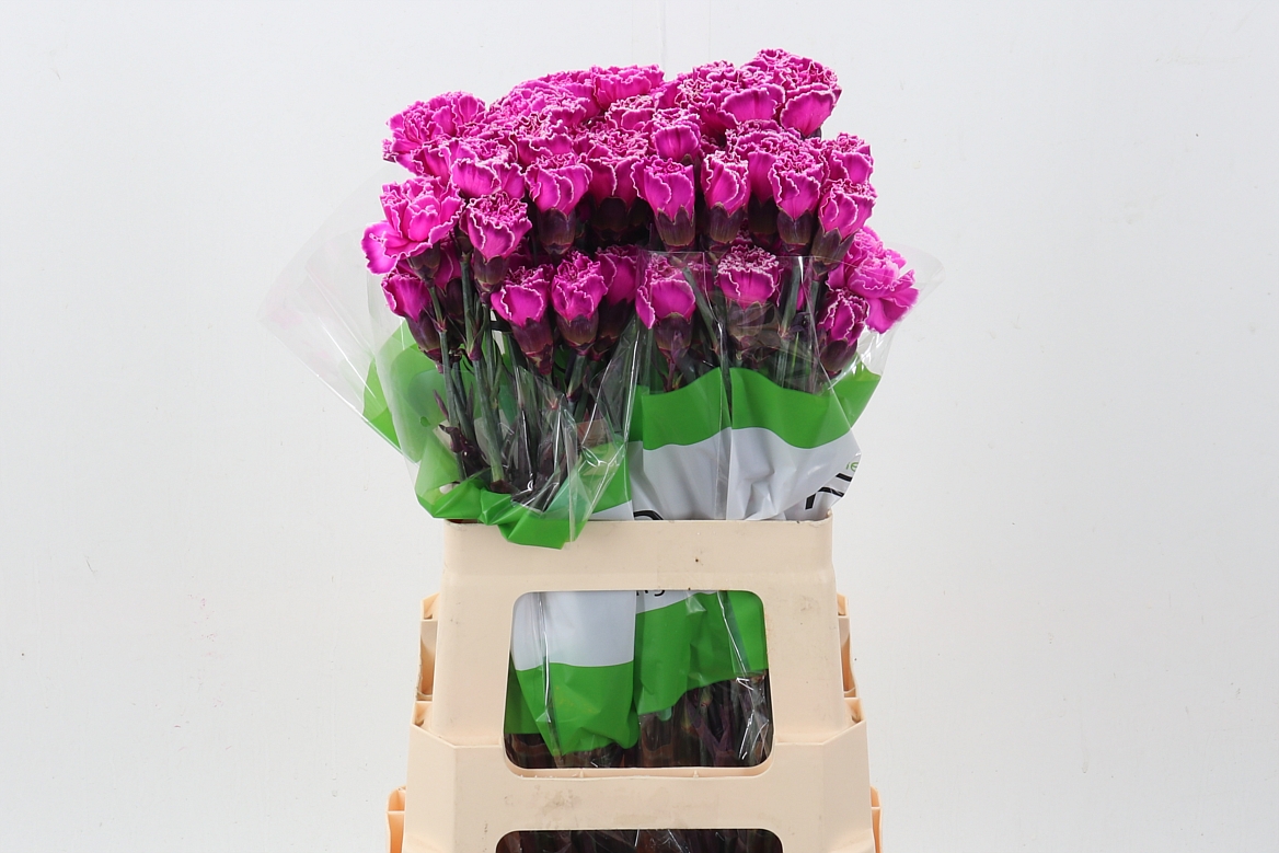 Dianthus St Painted 70cm