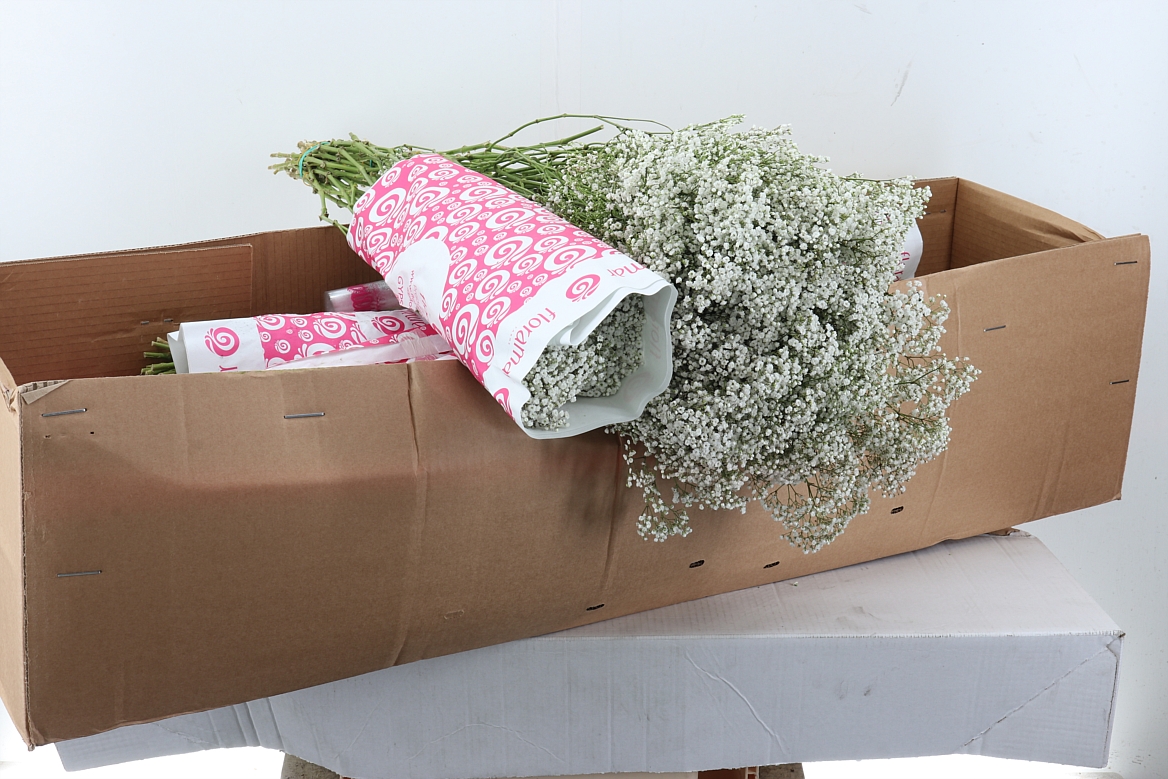 Gypsophila Paniculata Million Stars 80cm 30gr.
