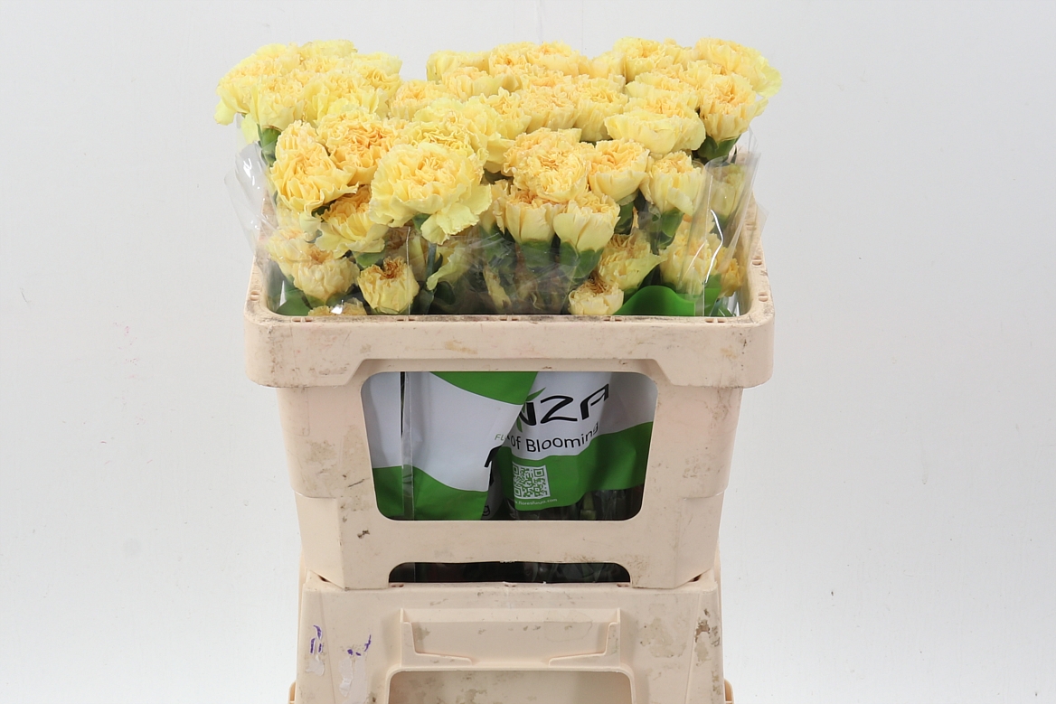 Dianthus Single Golden Gate 50cm