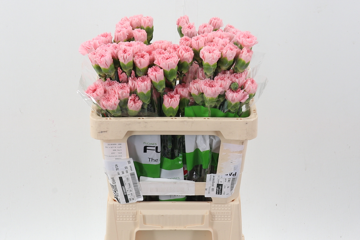 Dianthus Single Jodie 50cm