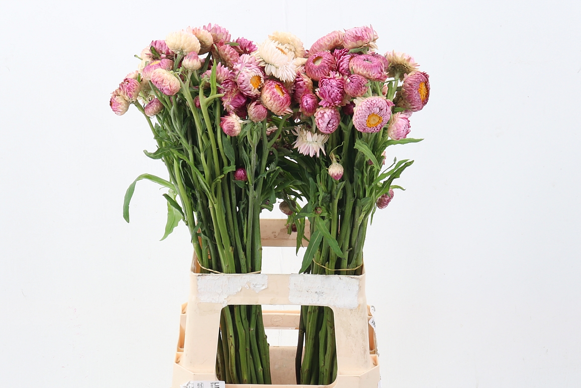 Helichrysum Candy Mix 70cm