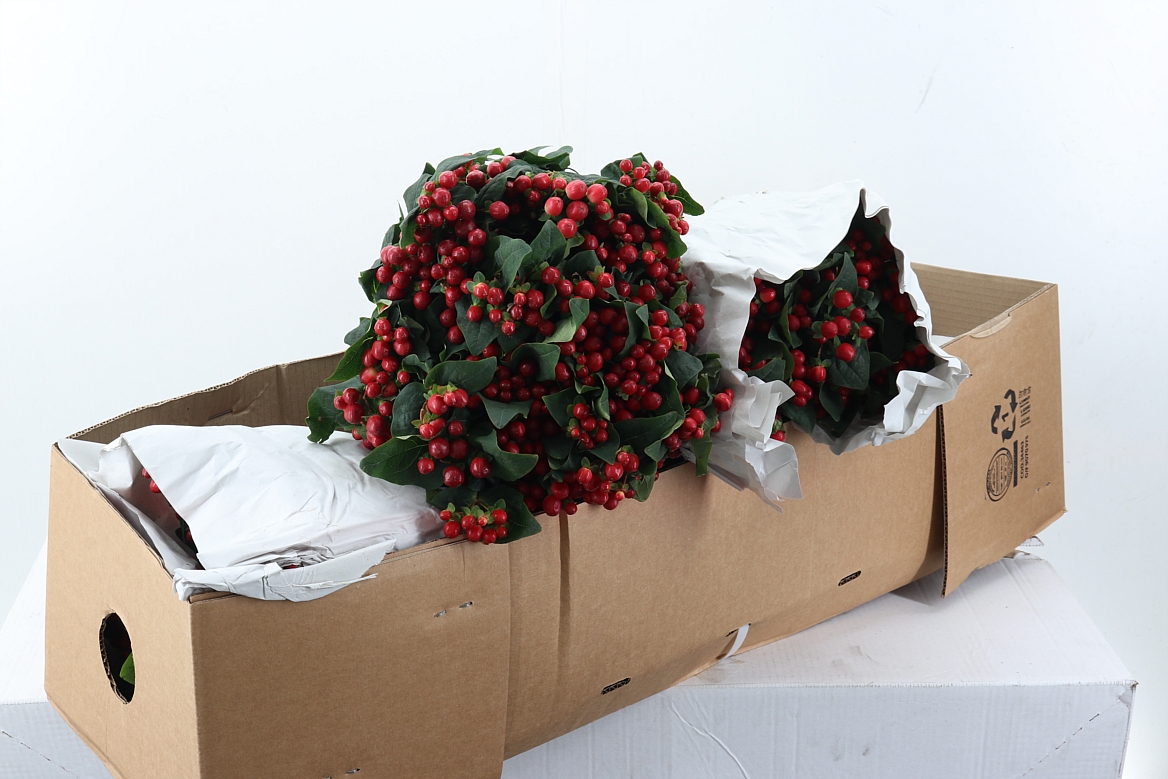Hypericum True Romance 70cm