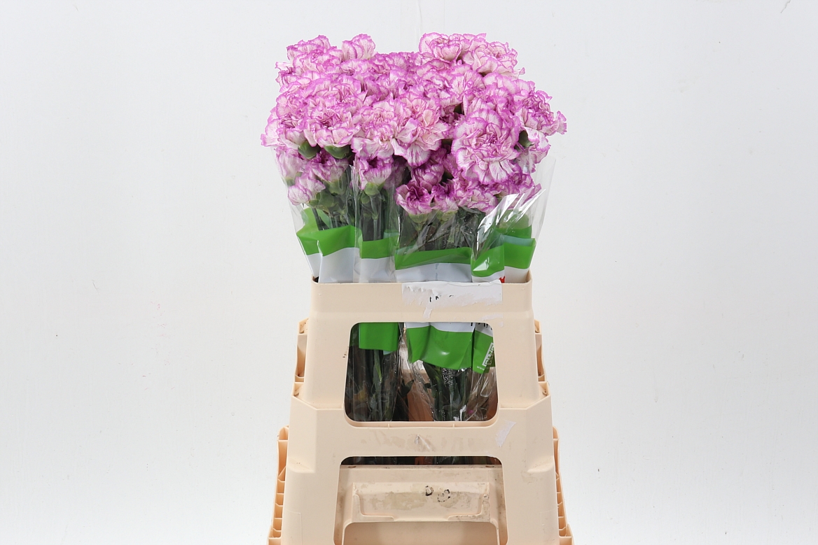 Dianthus Single Navigator 60cm
