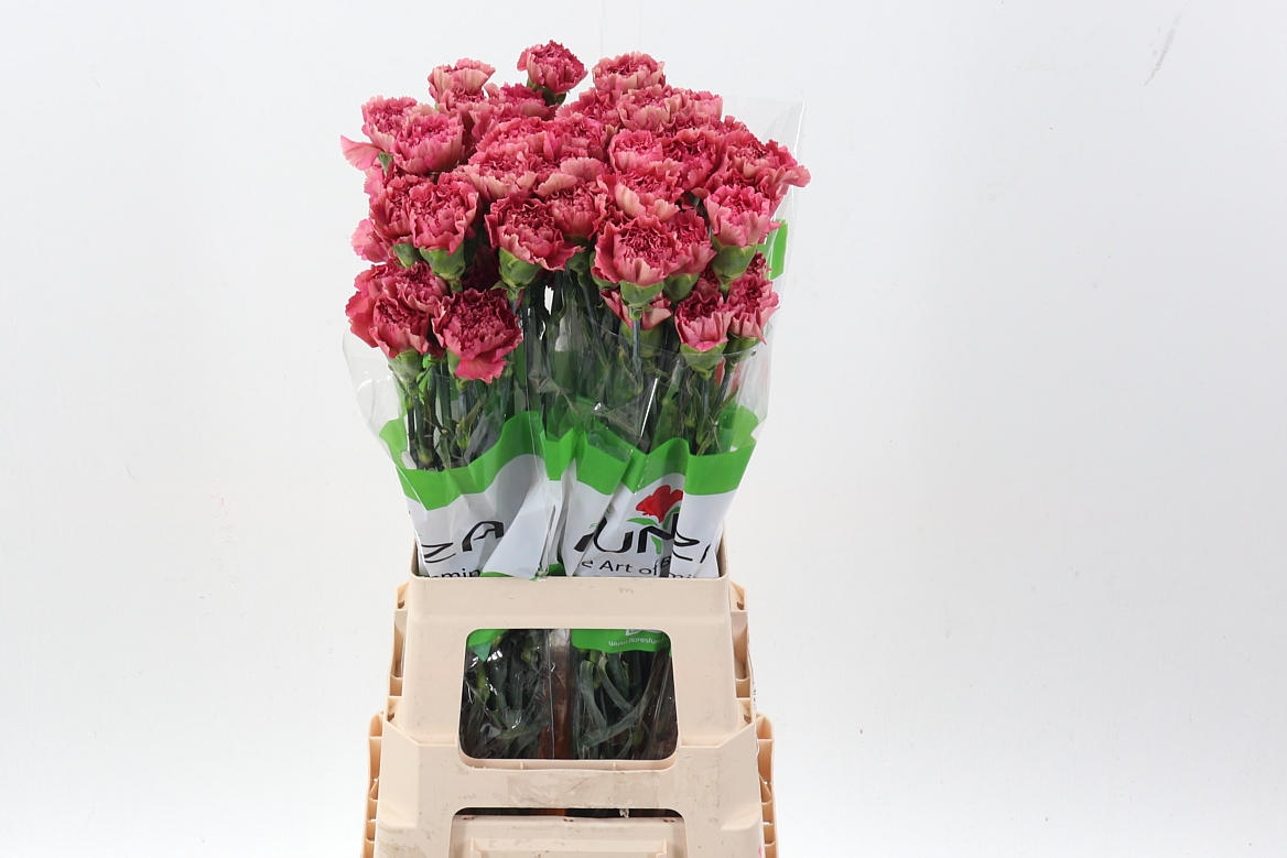 Dianthus Single Dorotea 70cm