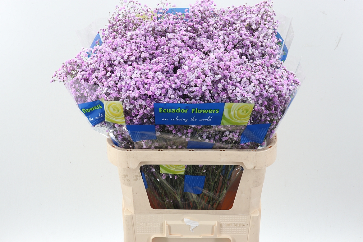 Gypsophila Painted 80cm 40gram