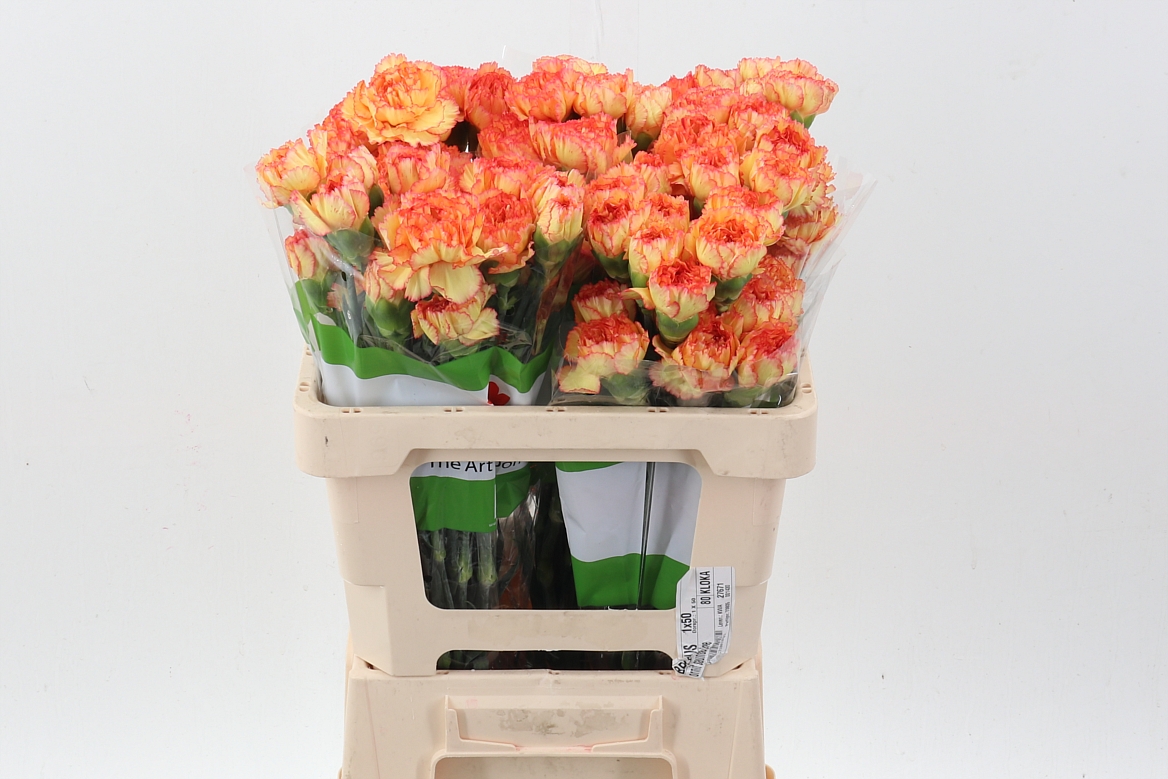 Dianthus Single Boiro 50cm