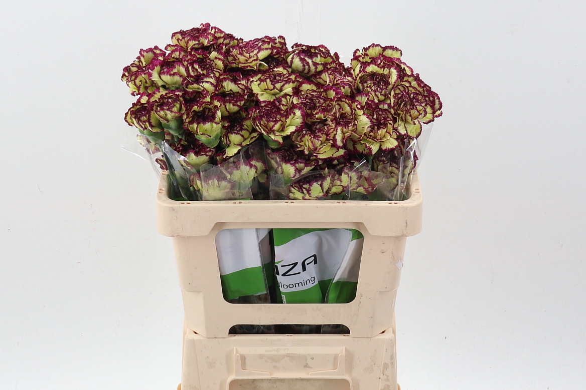 Dianthus Single Extravaganza 50cm