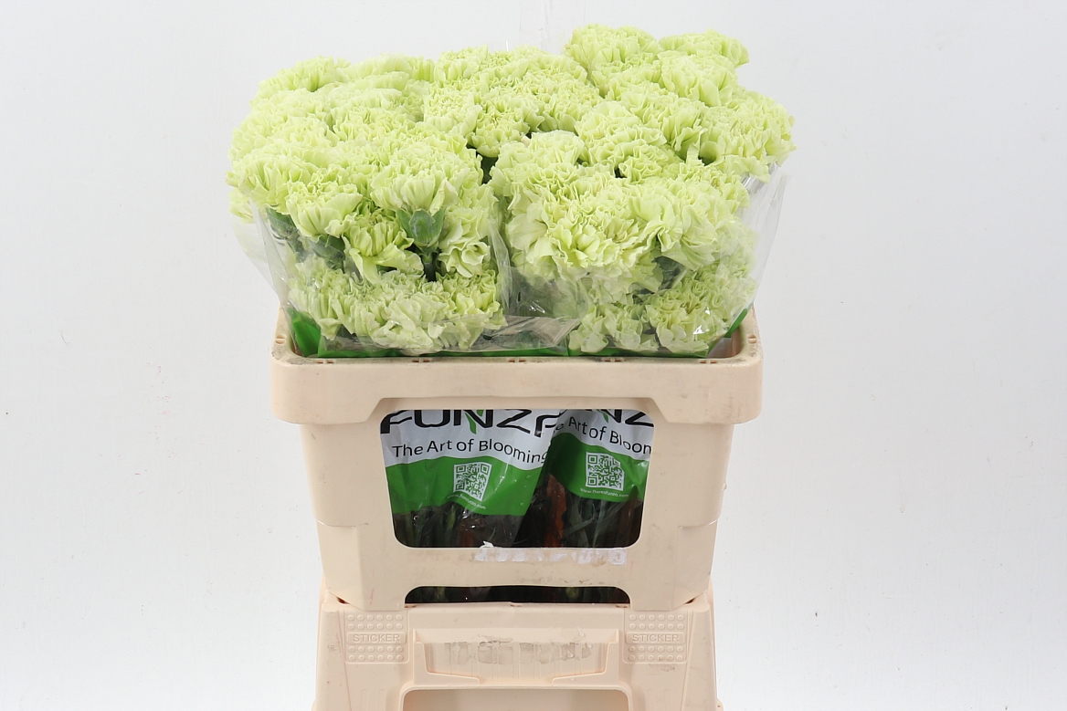 Dianthus St 50cm