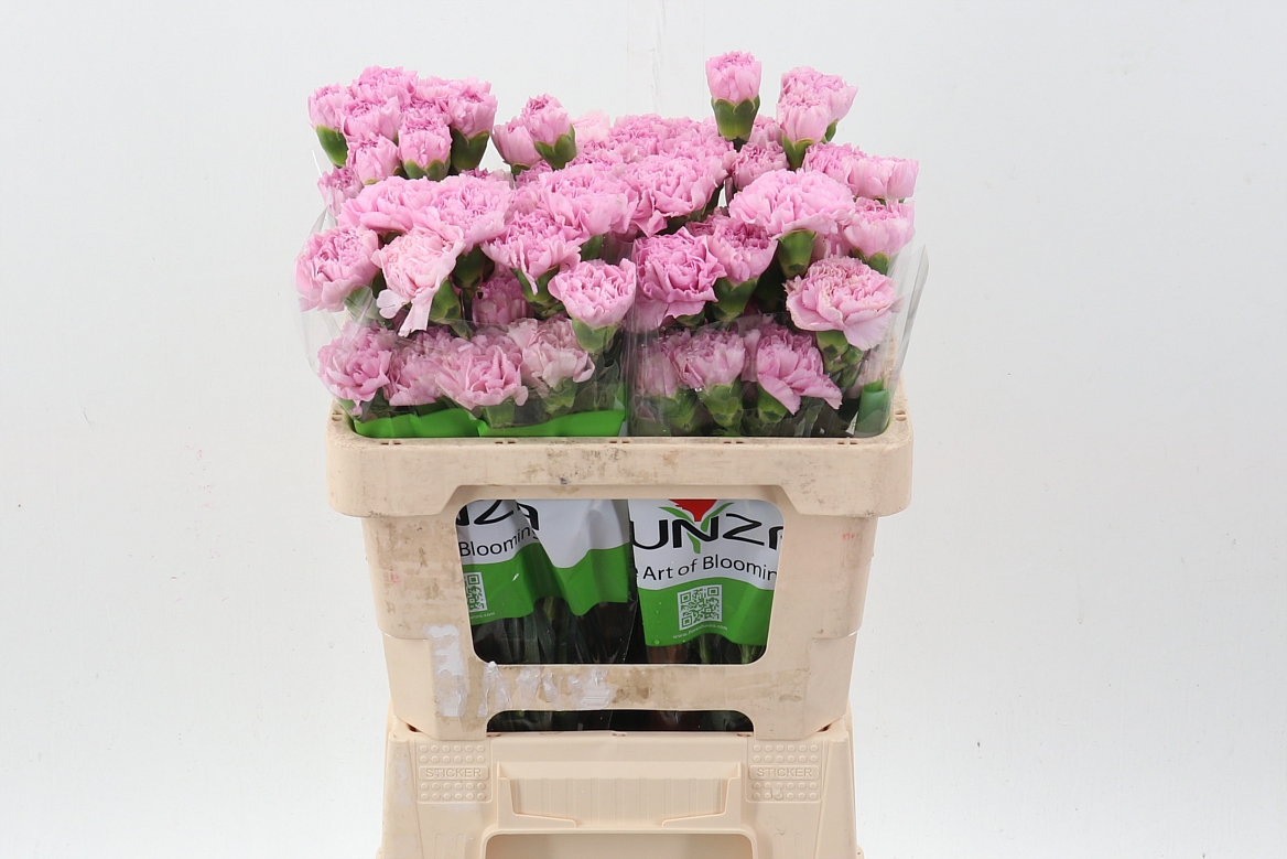 Dianthus Single Deep Faith 50cm