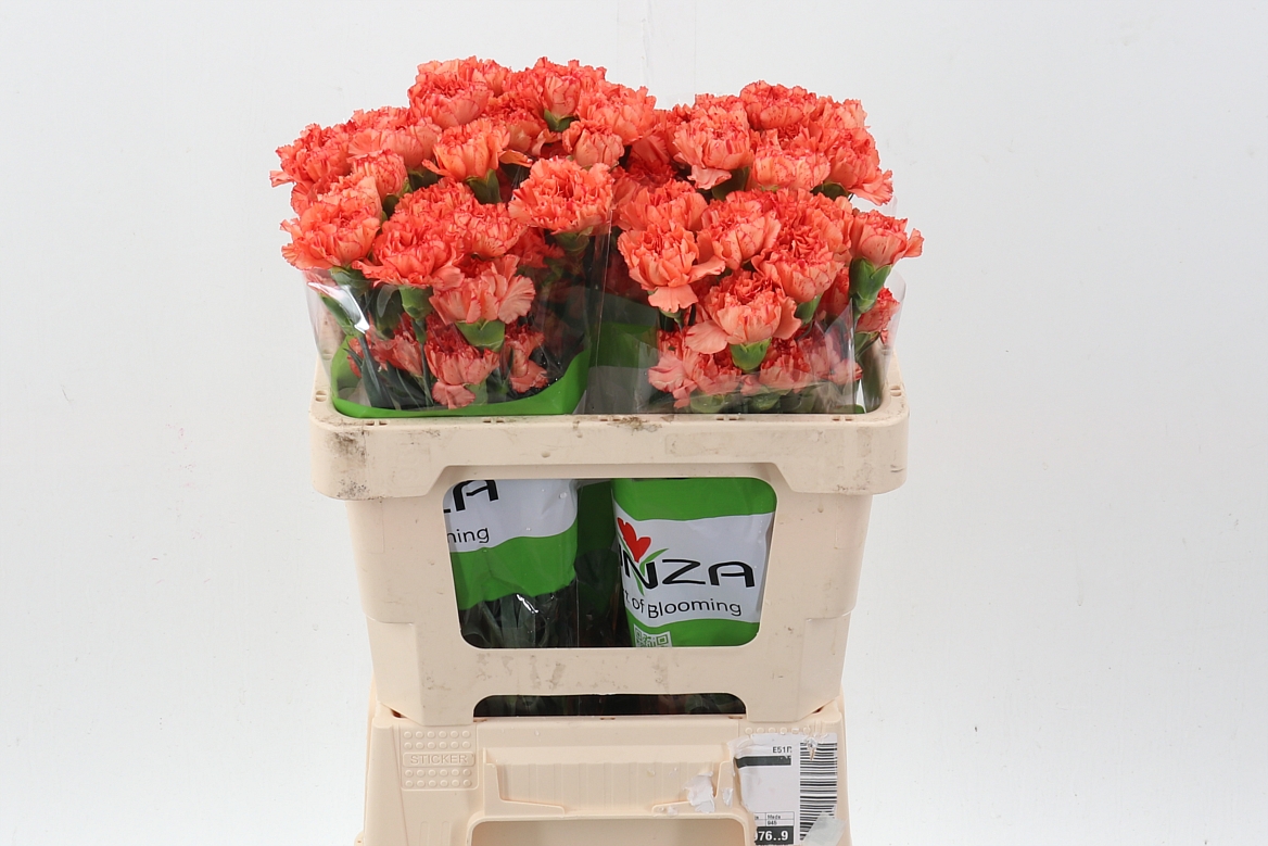 Dianthus St 50cm