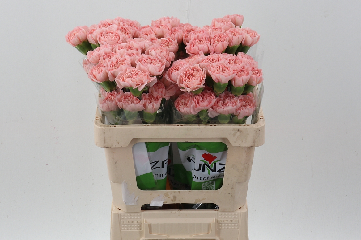 Dianthus Single Eternal Love 50cm