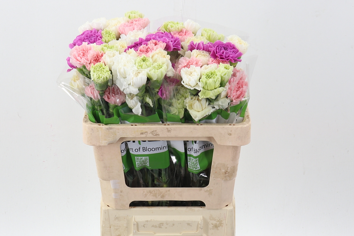Dianthus Single Mix Rainbow Pastel 50cm