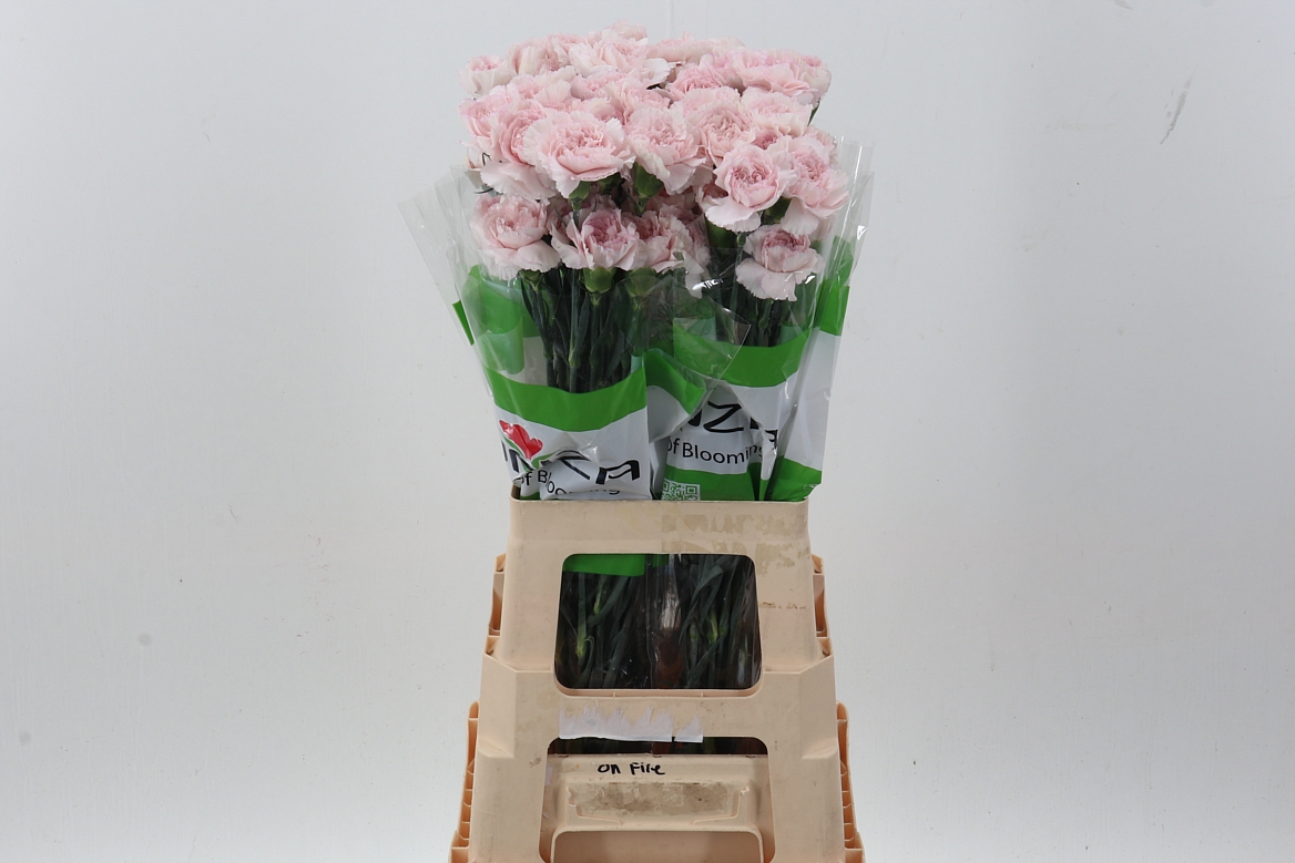 Dianthus St Bridal Damascus 70cm