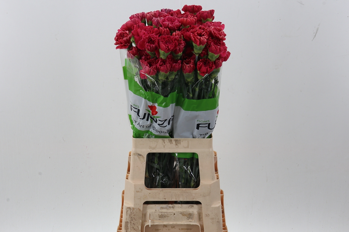 Dianthus Single Sabina 70cm