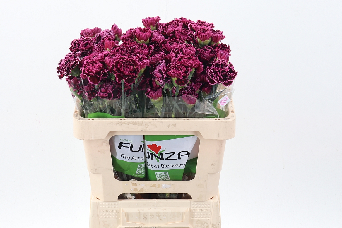 Dianthus Single Nobbio Burgundy 50cm