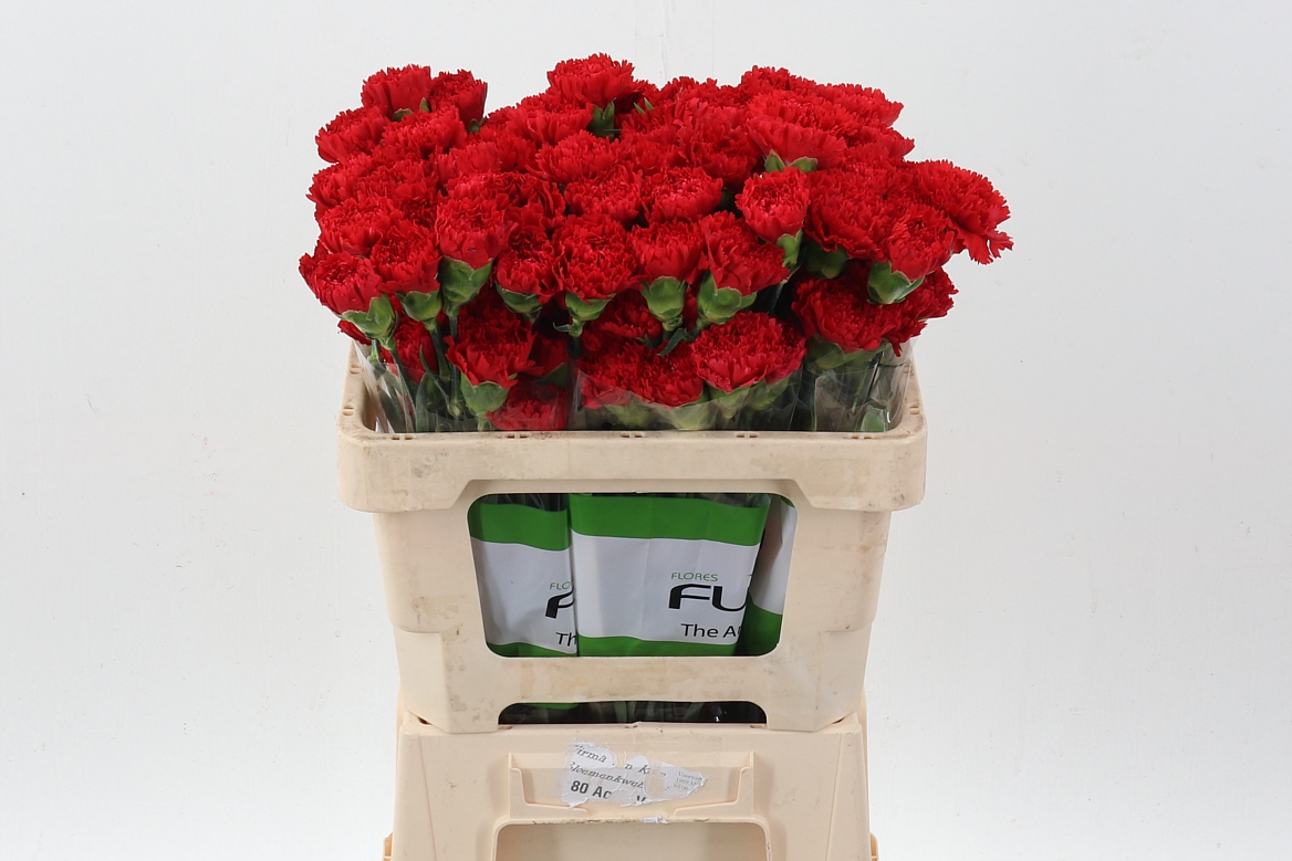 Dianthus Single Marte 50cm