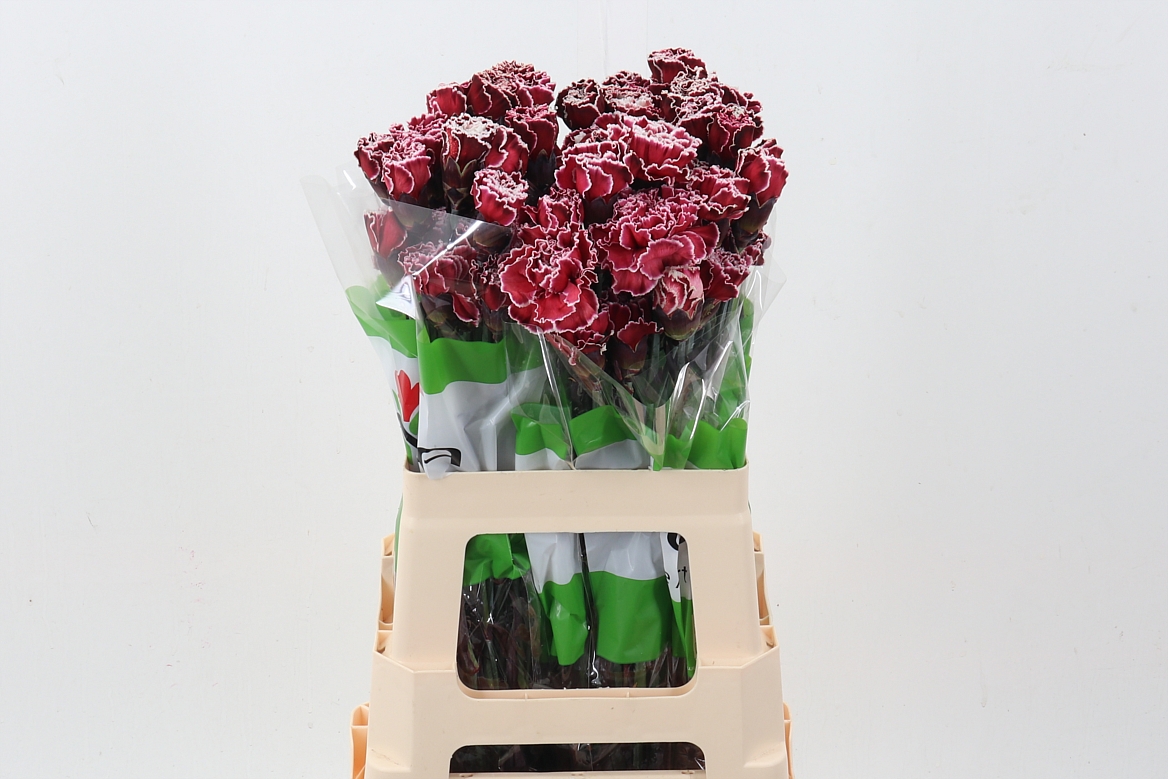 Dianthus St Painted 70cm