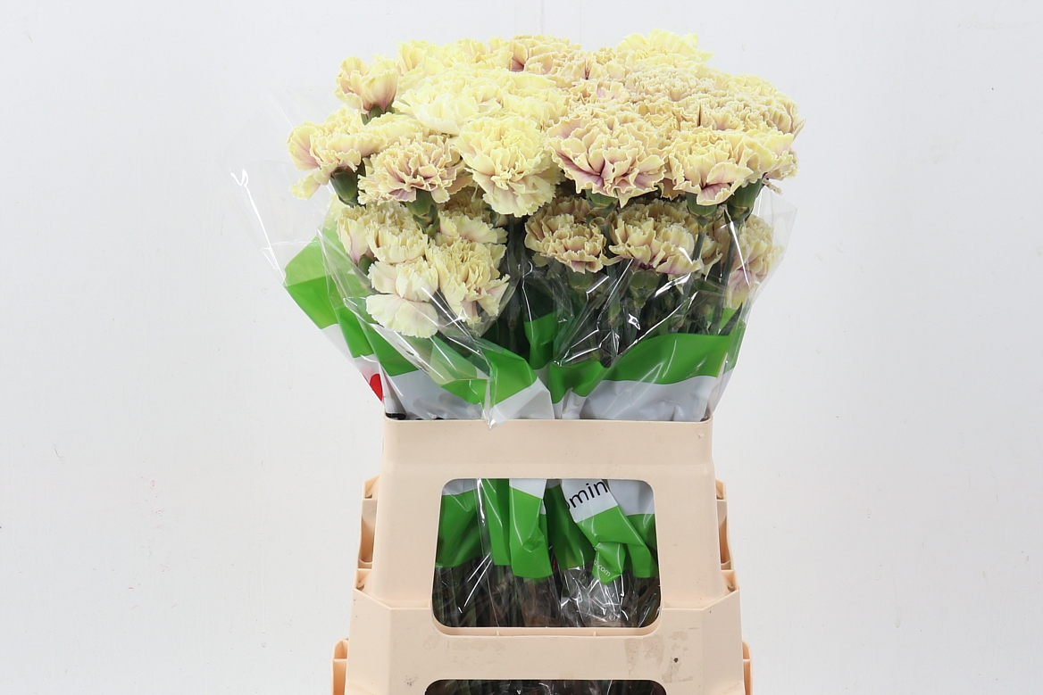 Dianthus St Painted 70cm