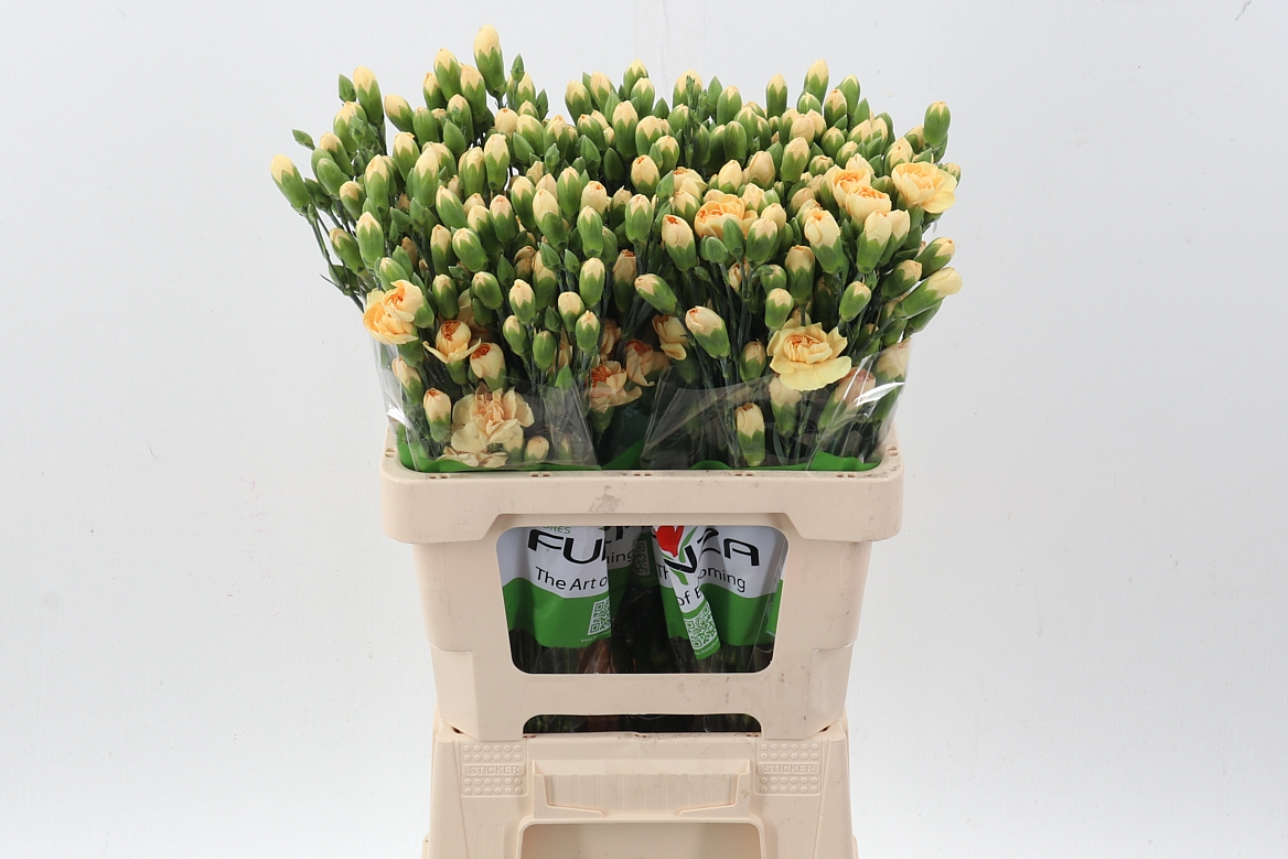 Dianthus Spr 60cm