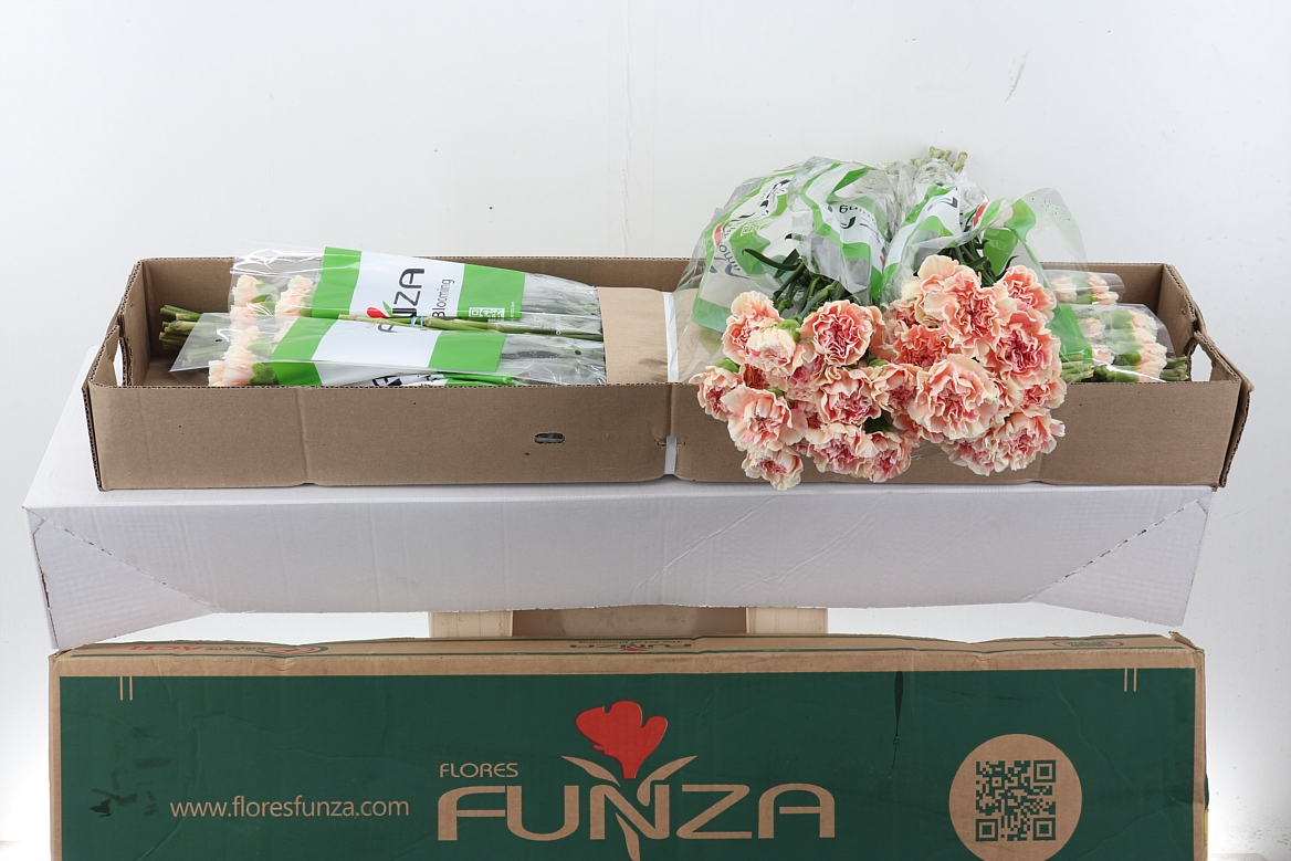 Dianthus St 70cm