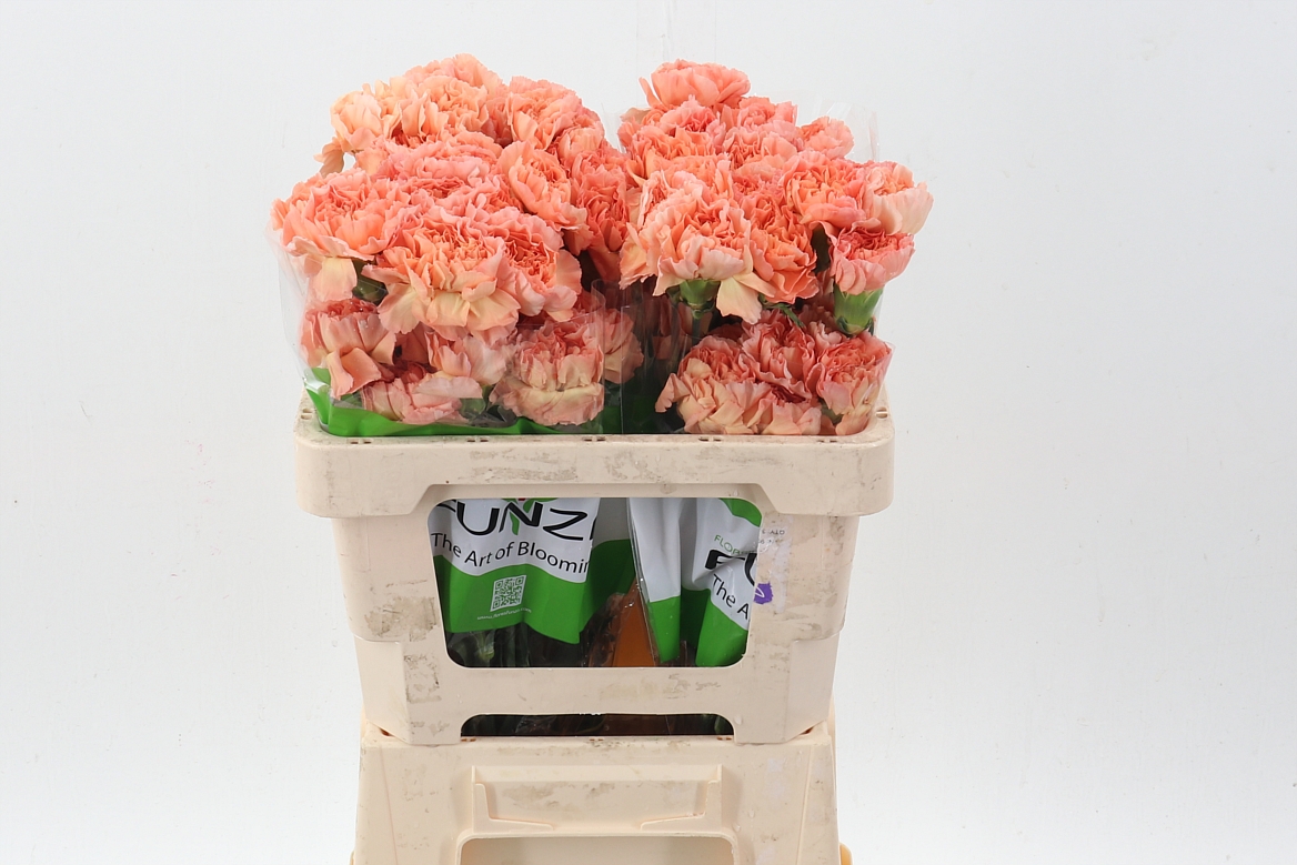 Dianthus St 50cm